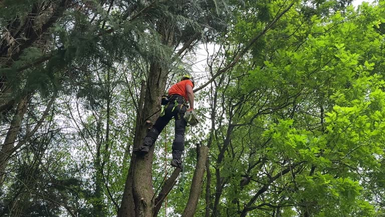 Best Arborist Consultation Services  in Emerald Isle, NC