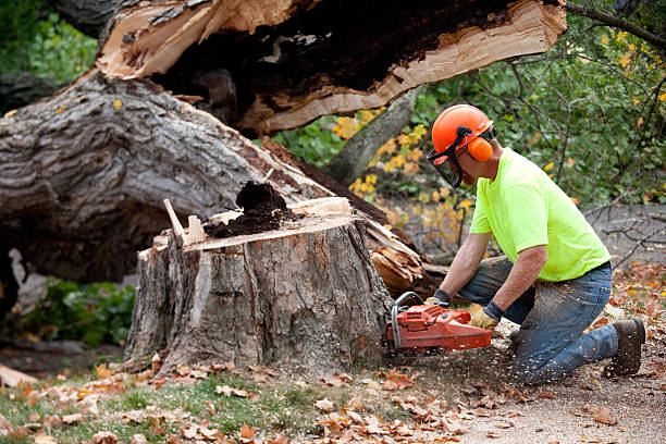 Why Choose Our Tree Removal Services in Emerald Isle, NC?