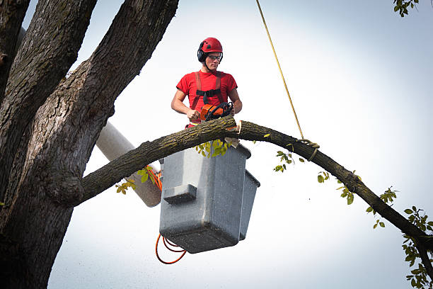 Best Tree Removal  in Emerald Isle, NC